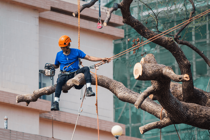 arborist